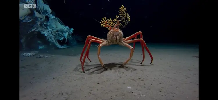Carrier crab (Paromola cuvieri) as shown in Blue Planet II - The Deep